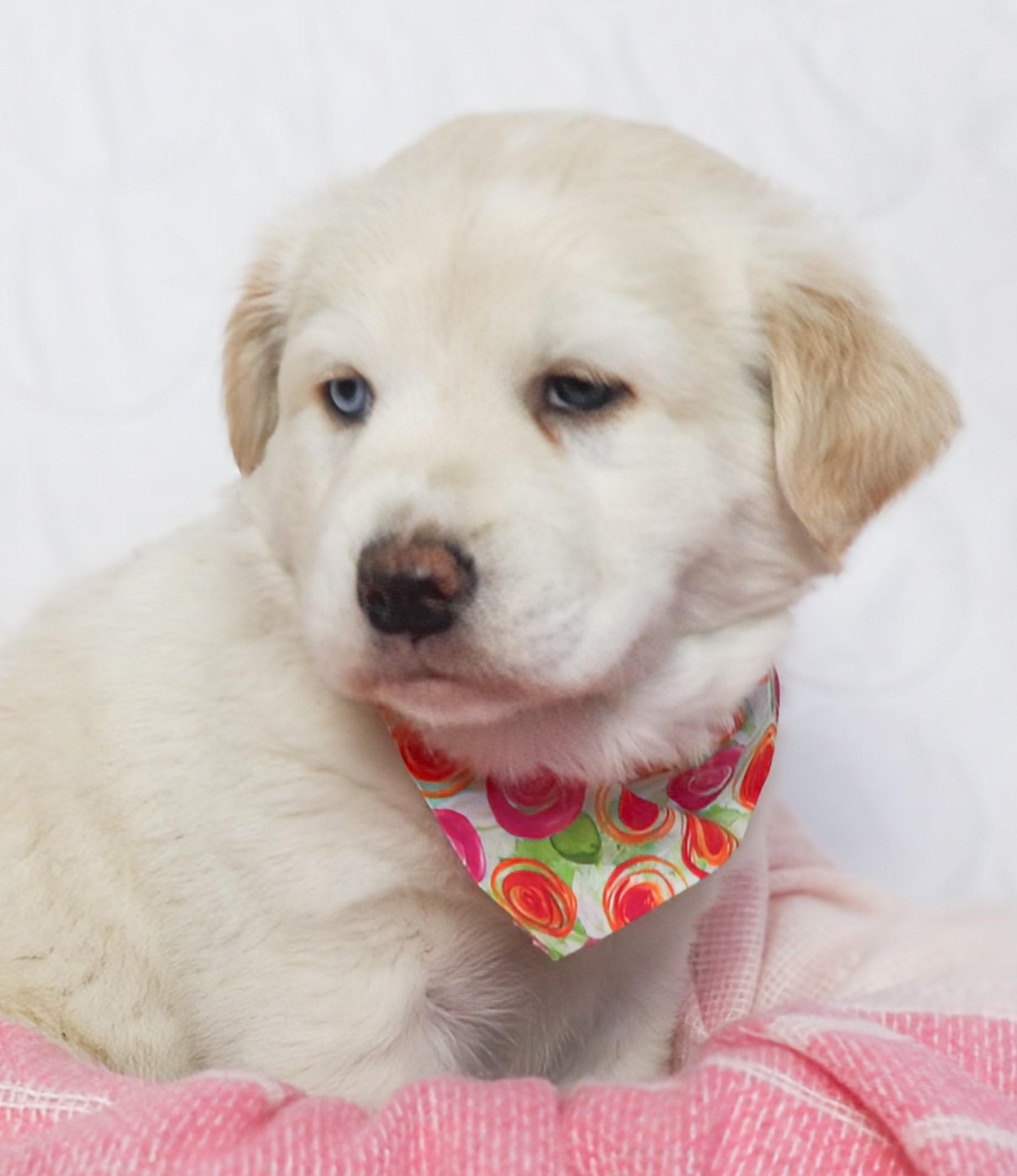 Aurora, an adopted mixed breed in Saint Paul, MN image 5/6