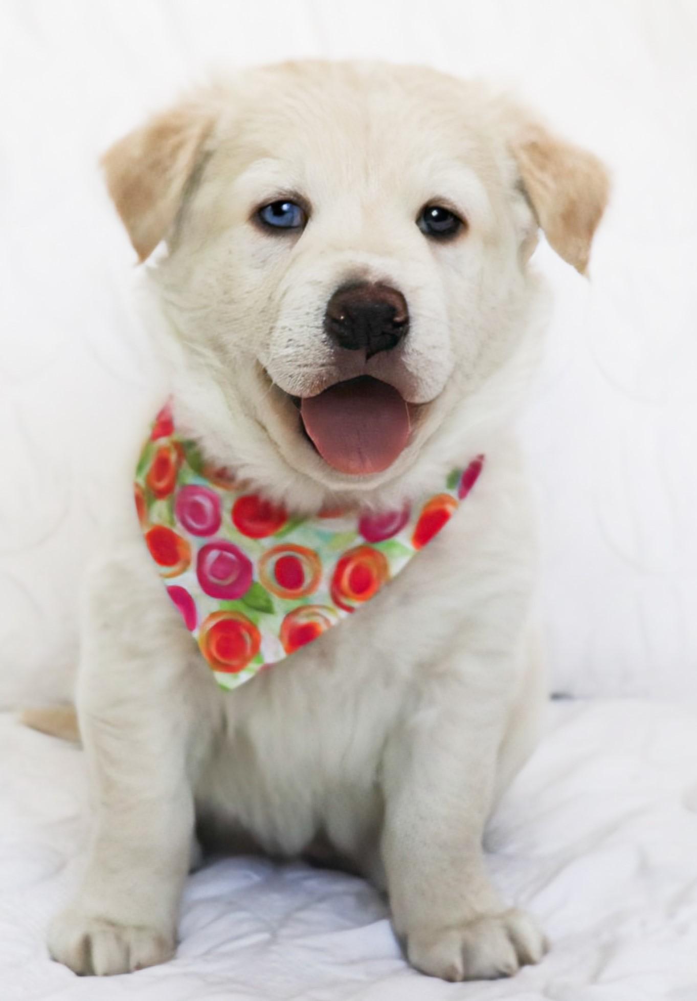 Aurora, an adopted mixed breed in Saint Paul, MN image 2/6