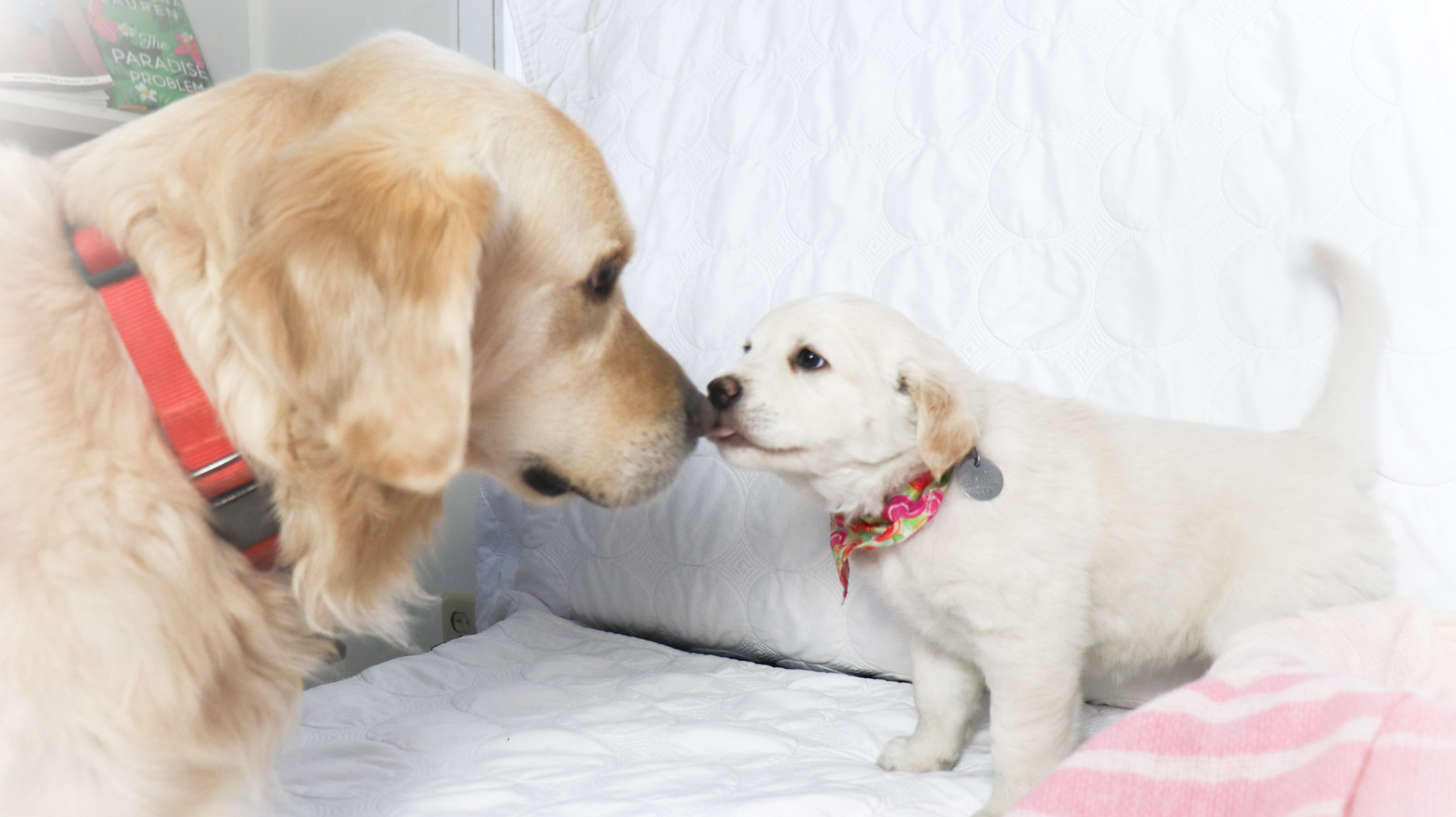 Aurora, an adopted mixed breed in Saint Paul, MN image 4/6