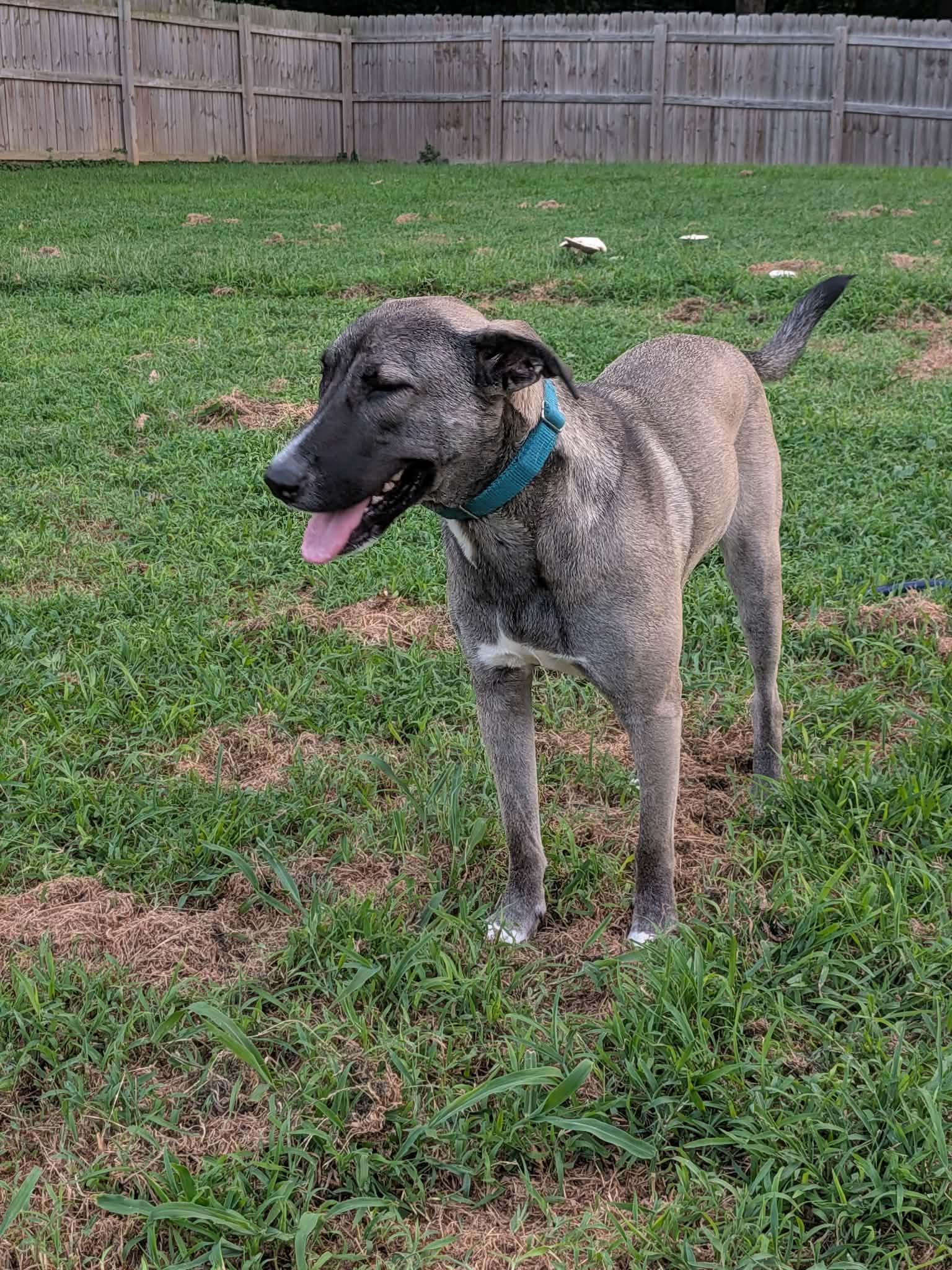 Sissy CL, a Adoptable mixed breed in Olathe, KS image 3/5