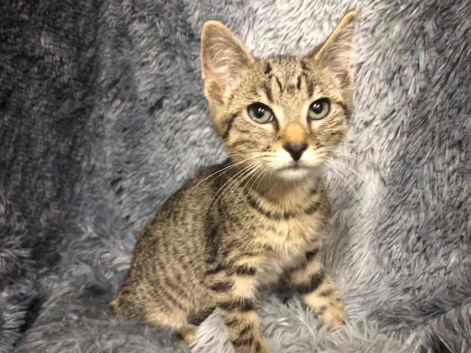Luke, Adoptable, Young Male Domestic Short Hair & Tabby.