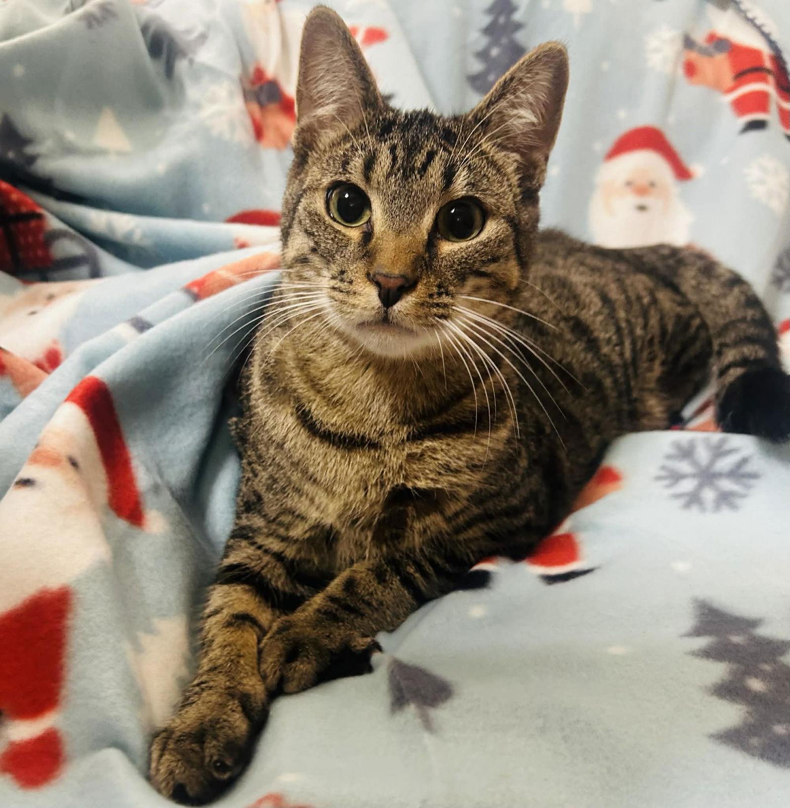 Enlarge Luke, a Adoptable mixed breed in Forest Lake, MN image 2/2