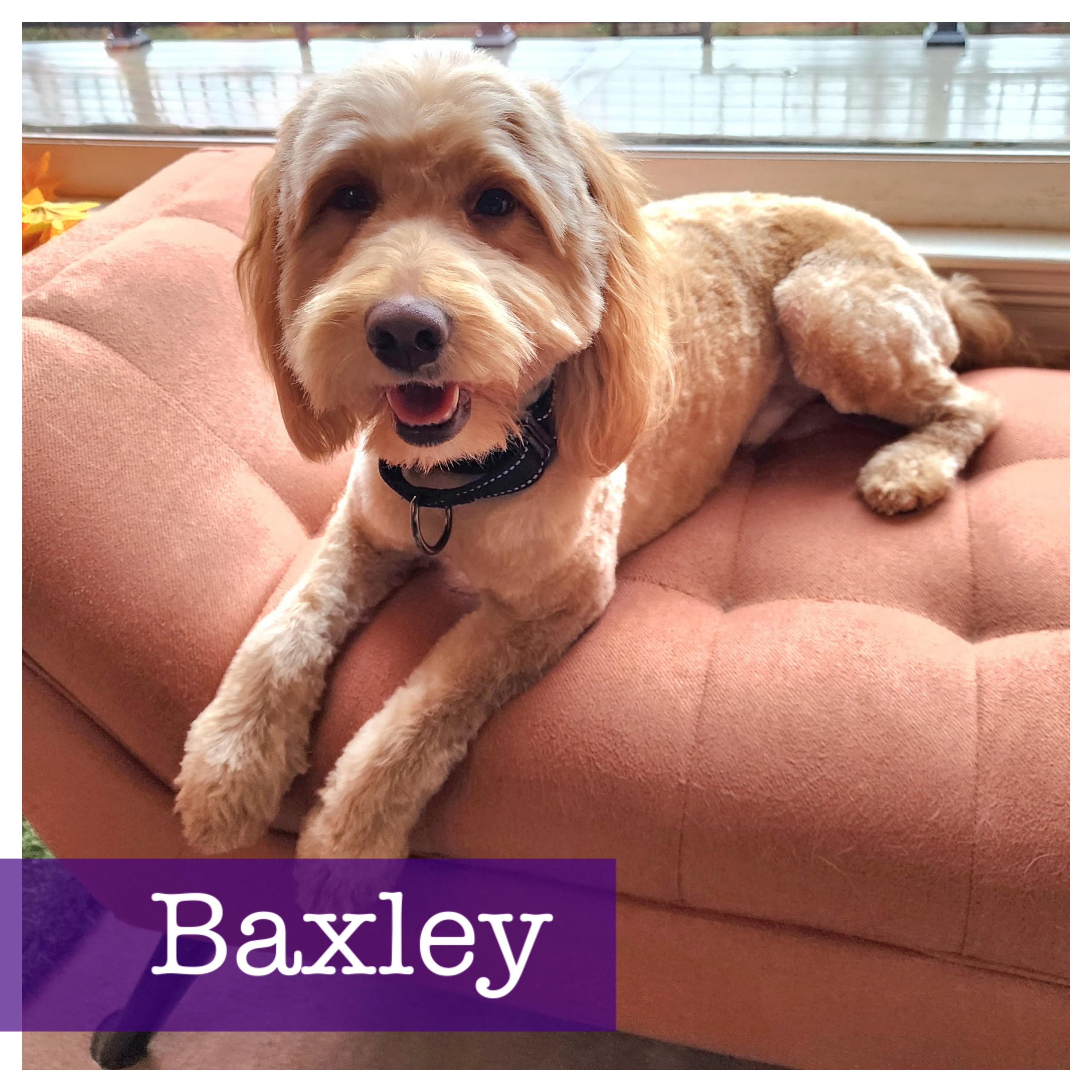 Baxley, adopted, Adult Male Goldendoodle & Miniature Poodle.