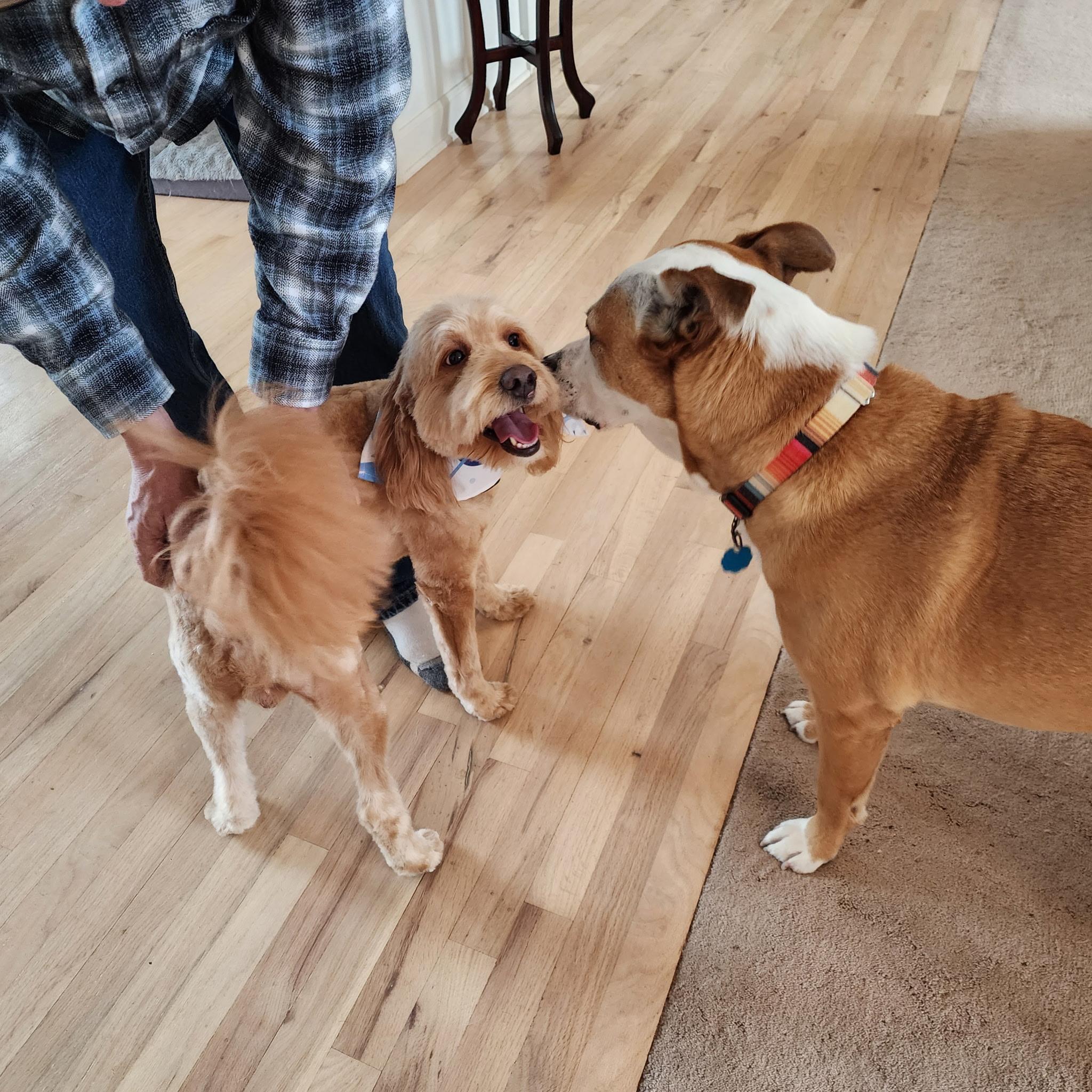 Baxley, an adopted mixed breed in Cumming, GA image 2/6