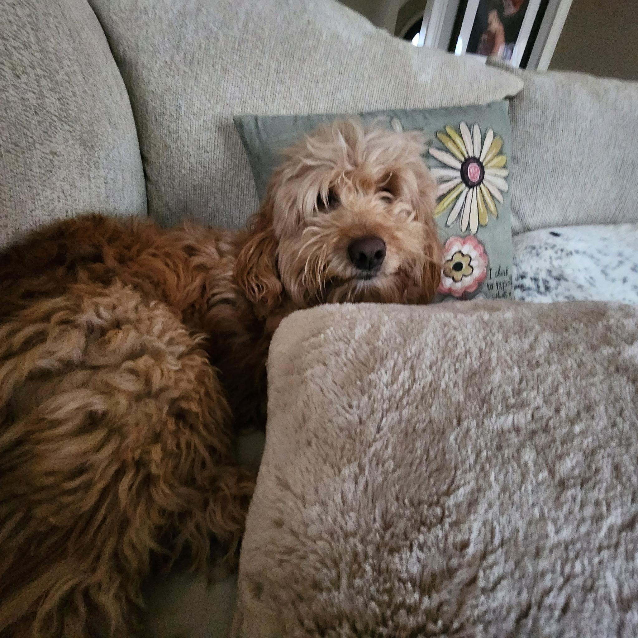 Baxley, an adopted mixed breed in Cumming, GA image 5/6