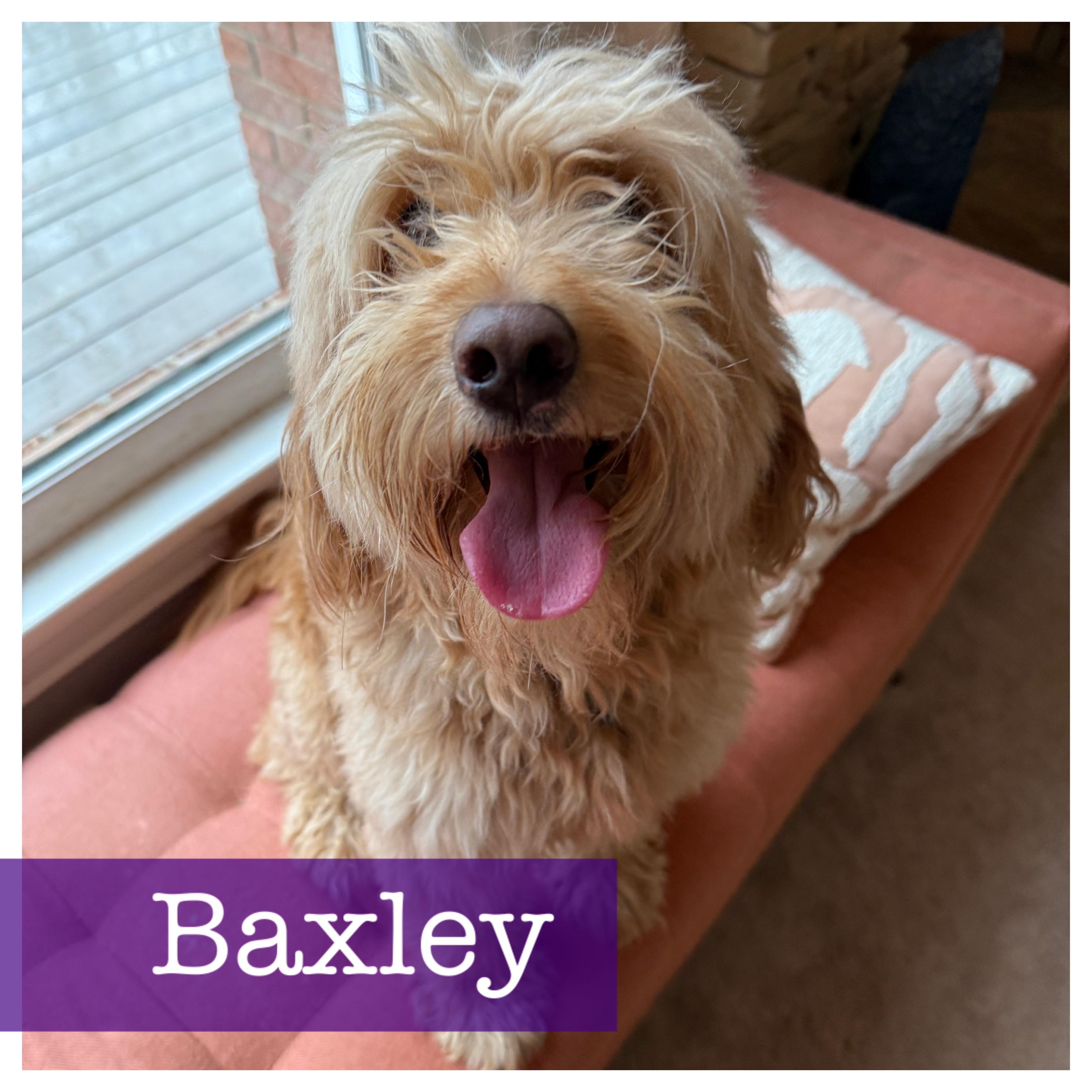 Baxley, an adopted mixed breed in Cumming, GA image 3/6