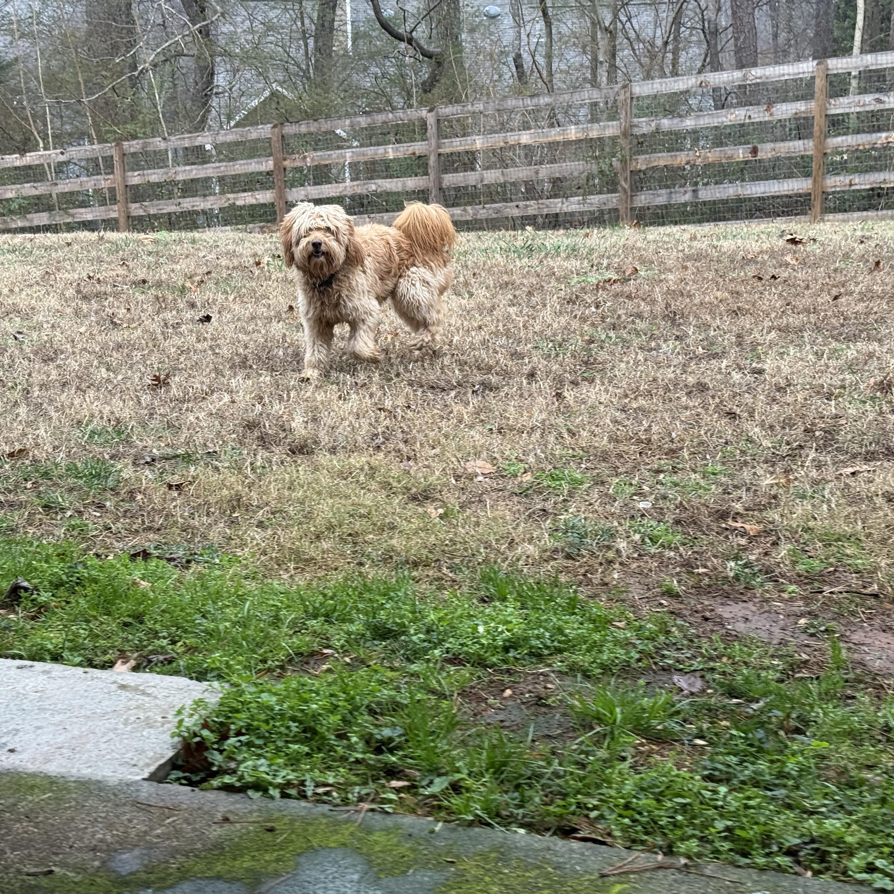Baxley, an adopted mixed breed in Cumming, GA image 6/6