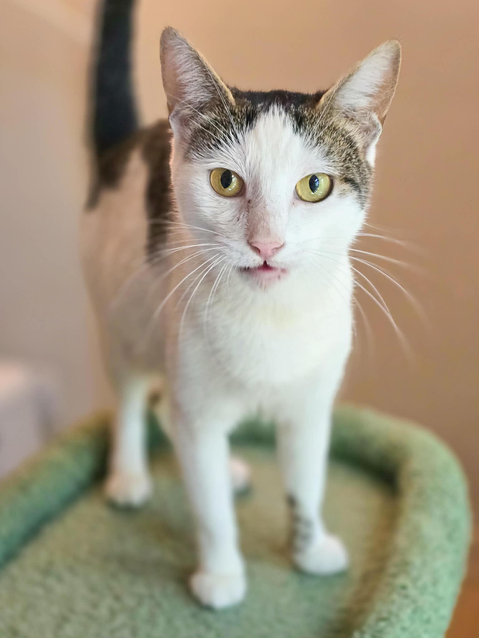 Enlarge Moira, a Adoptable Domestic Short Hair in Mullica Hill, NJ image 4/4