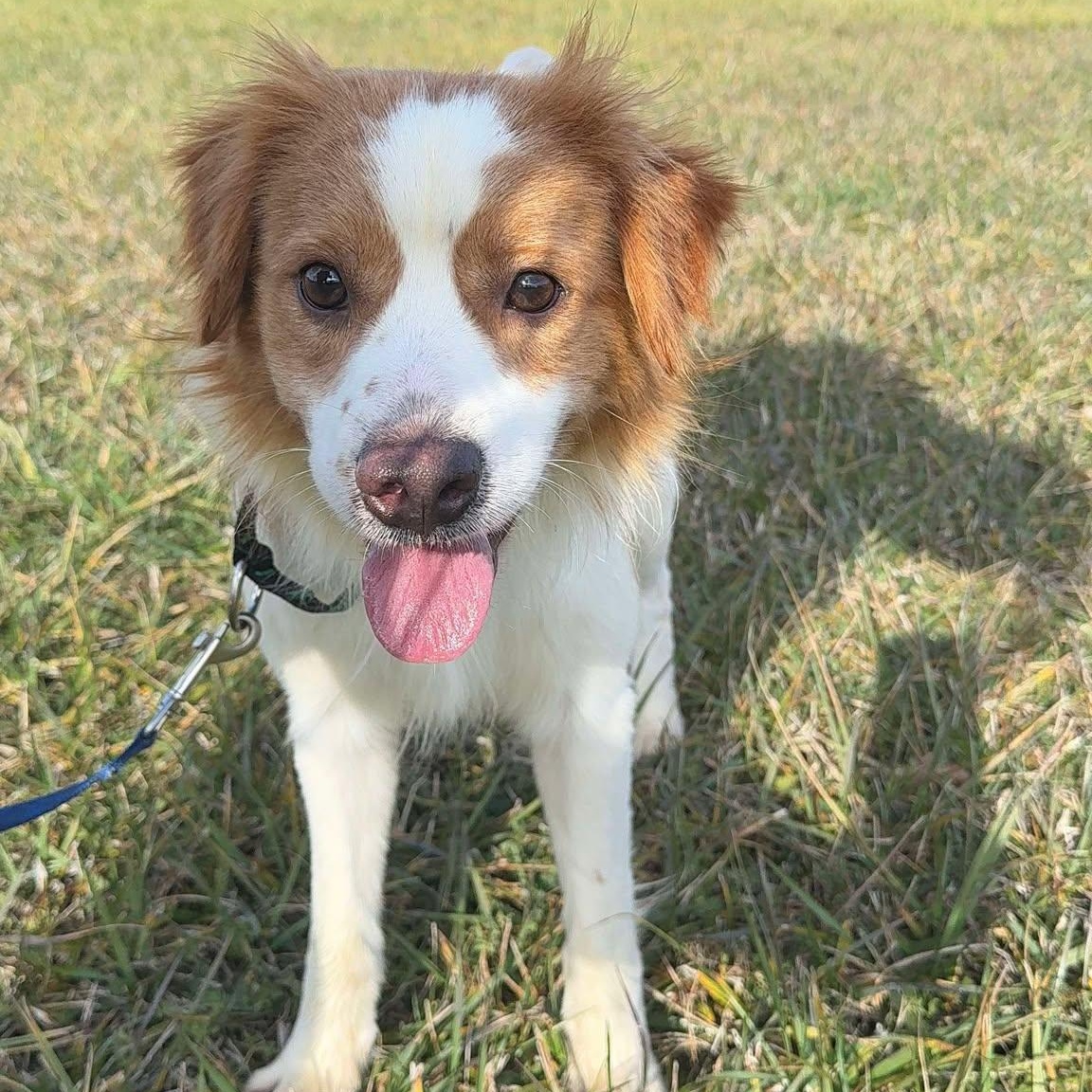 Jerry, Adoptable, Young Male Mixed Breed.