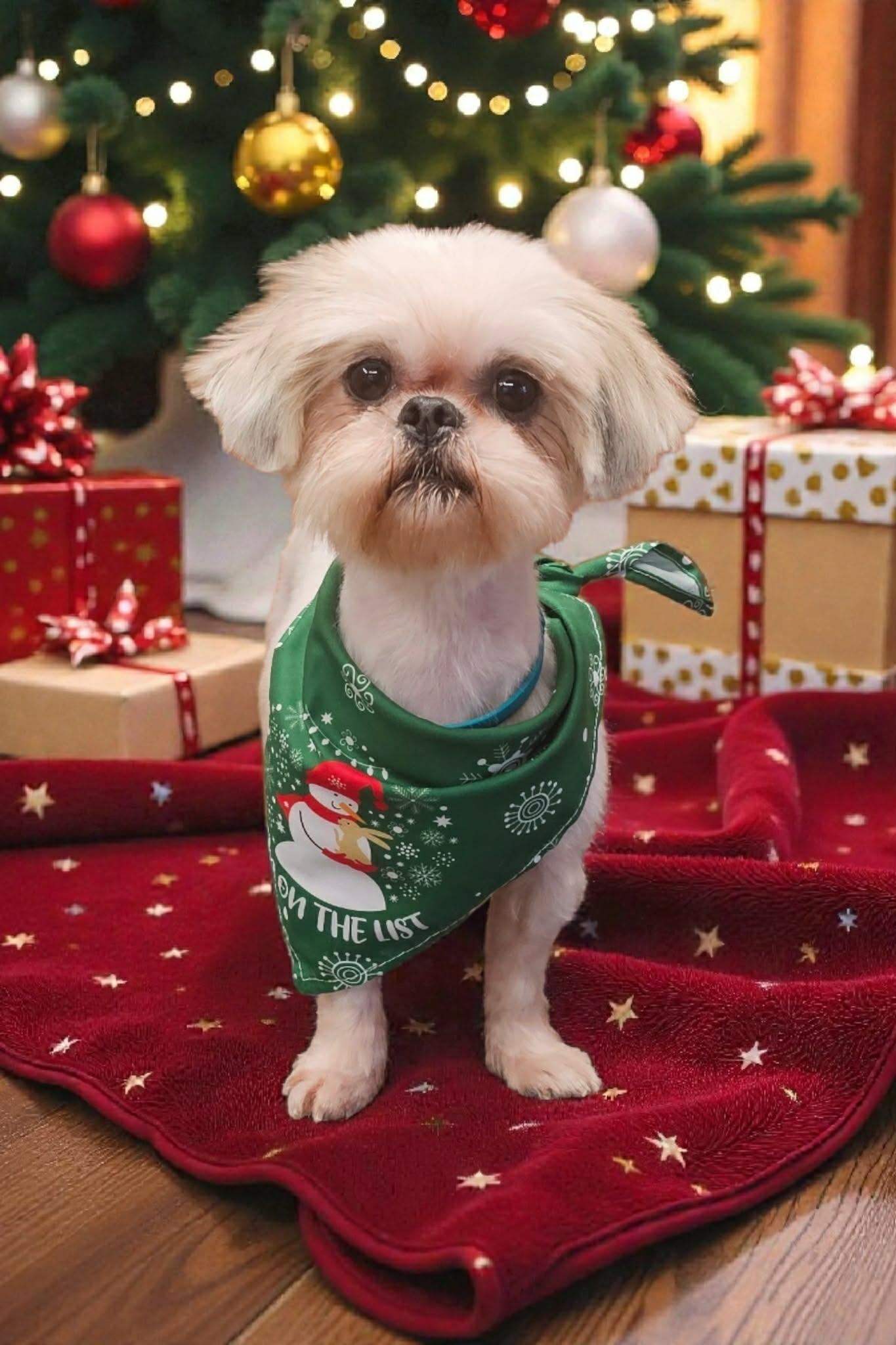 Chloe, a ADOPTABLE Shih Tzu in Monroe, NC image 1/4