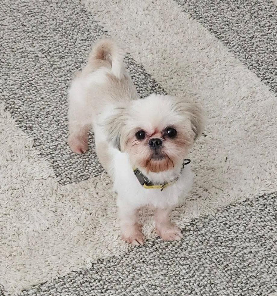 Chloe, a ADOPTABLE Shih Tzu in Monroe, NC image 3/4