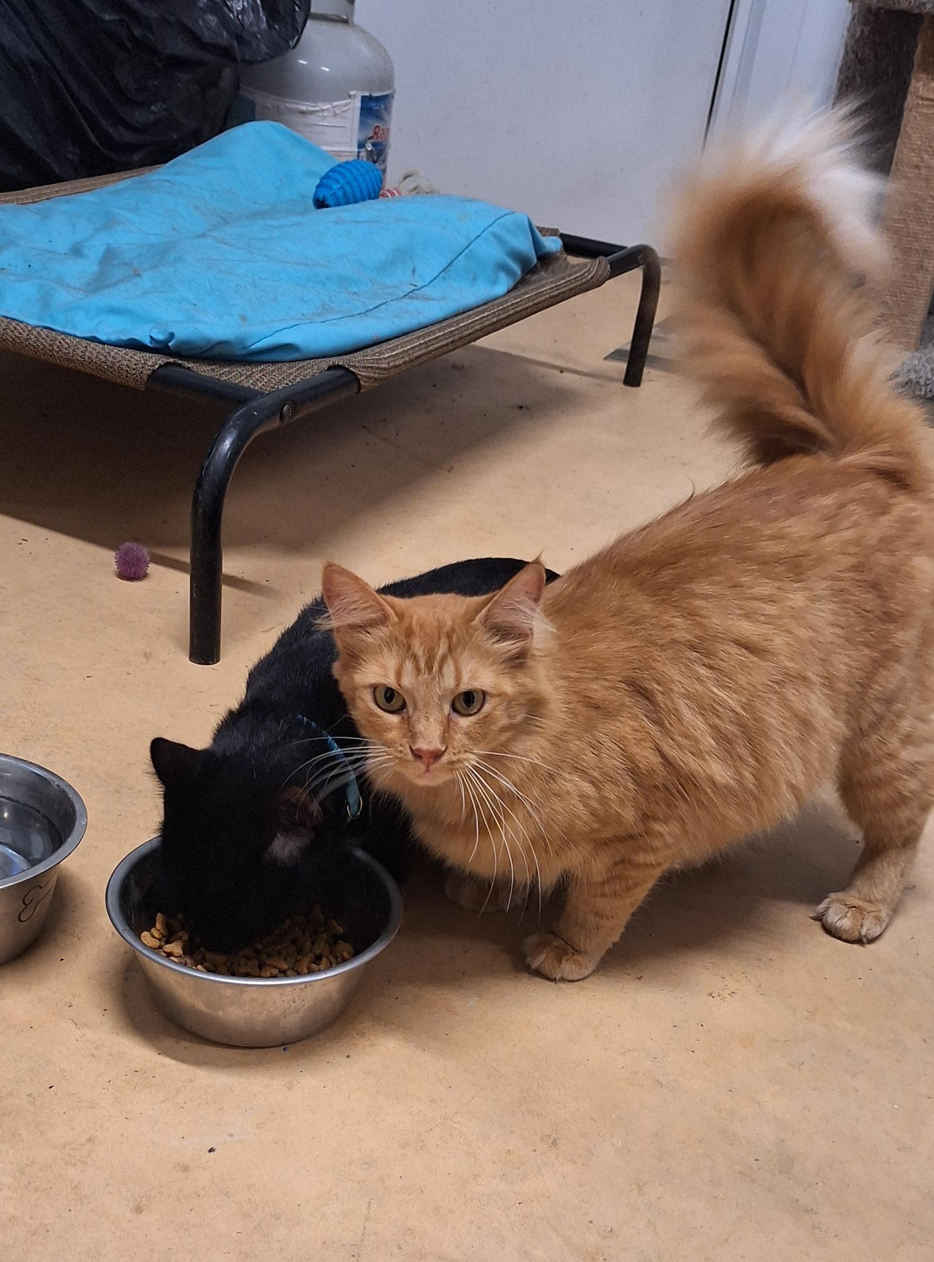 Zane & Marigold - Shop cats!
