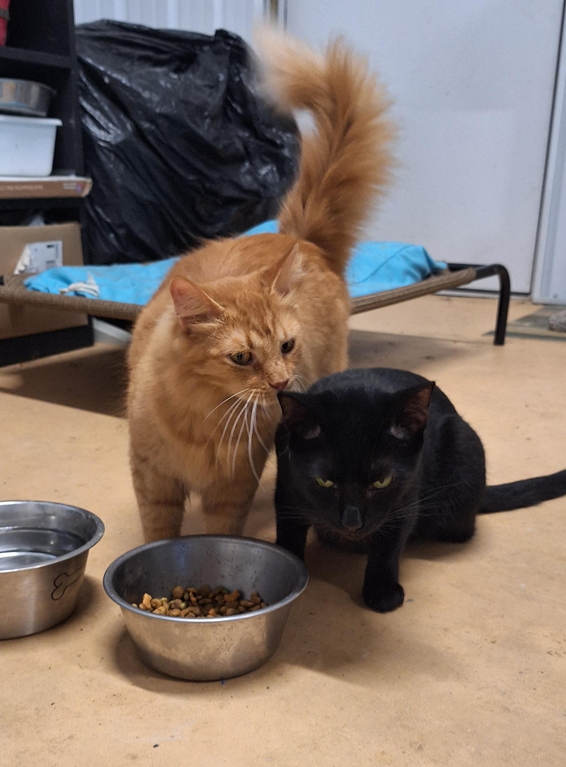 Zane & Marigold - Shop cats!