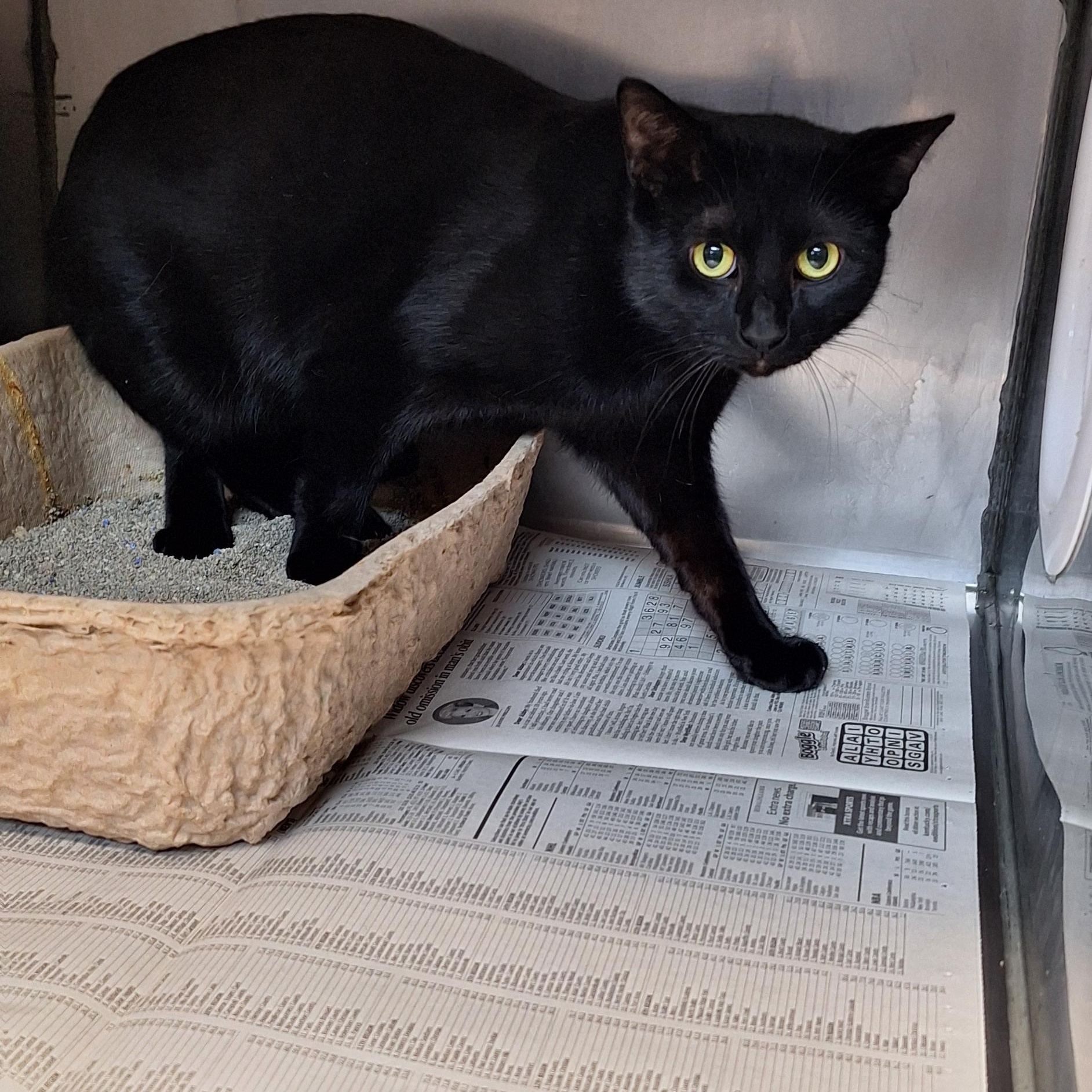 Enlarge Zane & Marigold - Shop cats!, a Adoptable mixed breed in Stanton, KY image 4/6