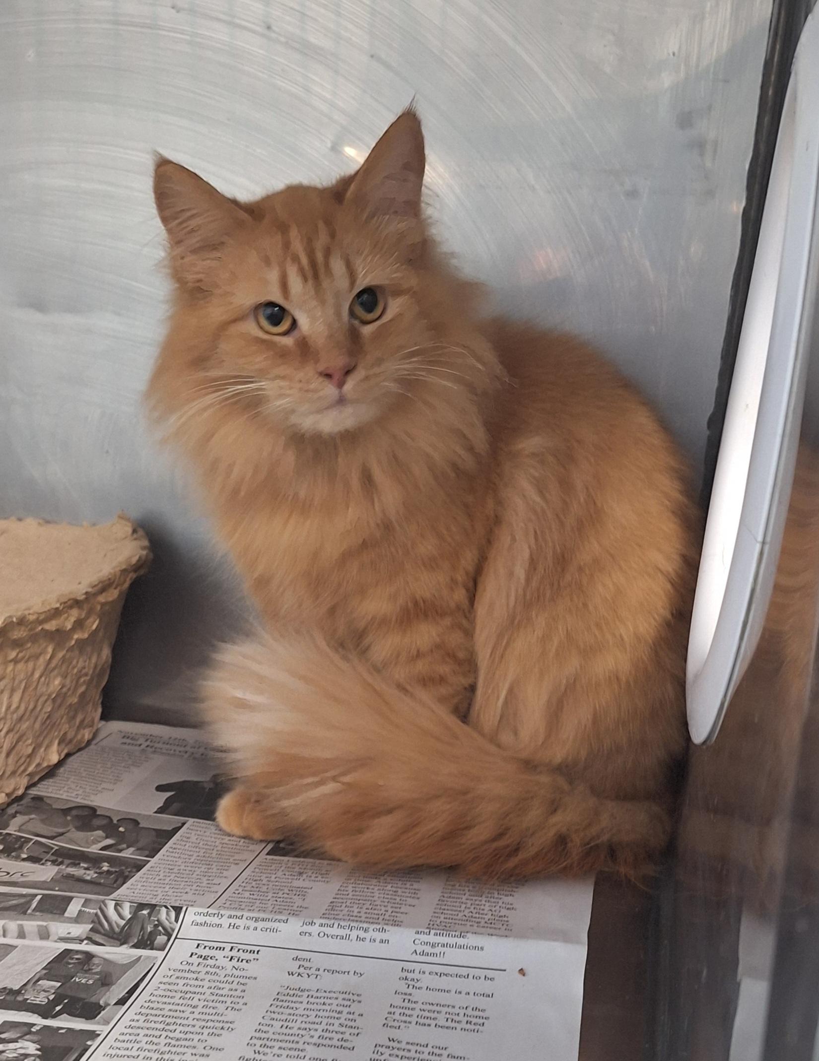 Enlarge Zane & Marigold - Shop cats!, a Adoptable mixed breed in Stanton, KY image 3/6