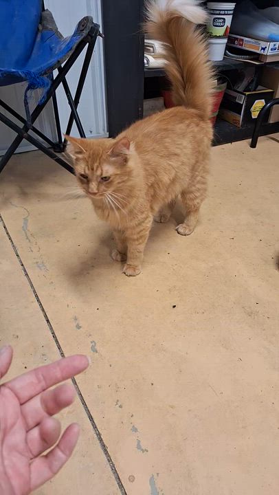 Enlarge Zane & Marigold - Shop cats!, a Adoptable mixed breed in Stanton, KY video 5/6