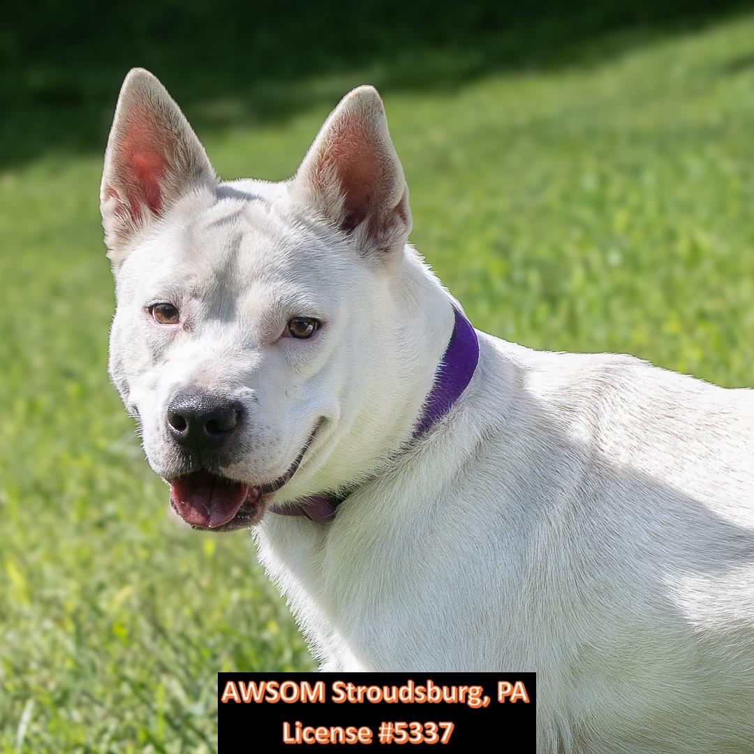 Enlarge Frozone, a ADOPTABLE mixed breed in Stroudsburg, PA image 2/3