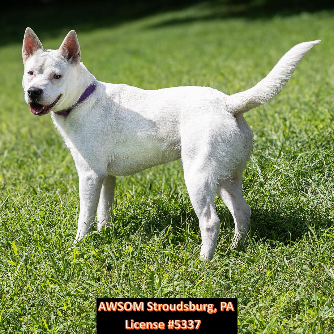 Frozone, ADOPTABLE, Young Male German Shepherd Dog.