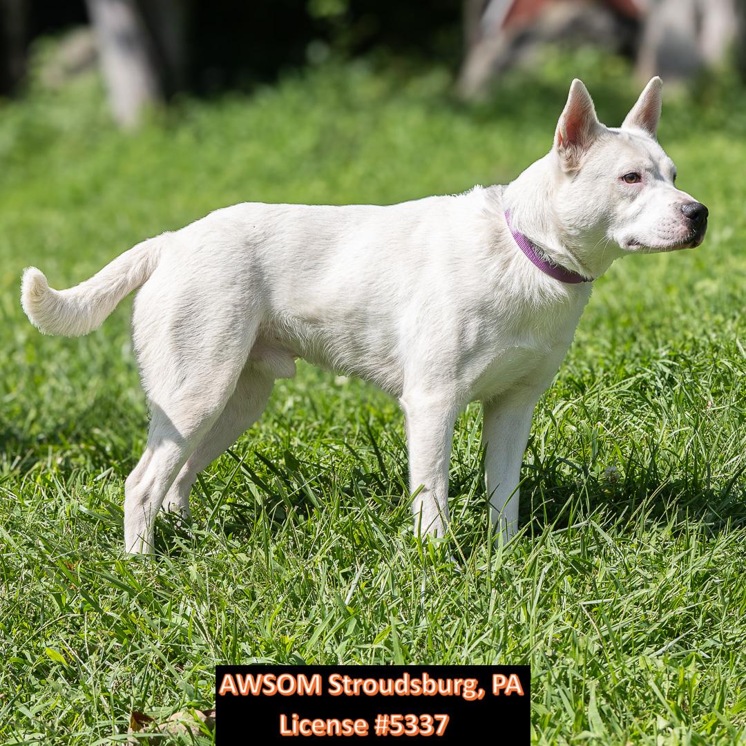 Enlarge Frozone, a ADOPTABLE mixed breed in Stroudsburg, PA image 3/3