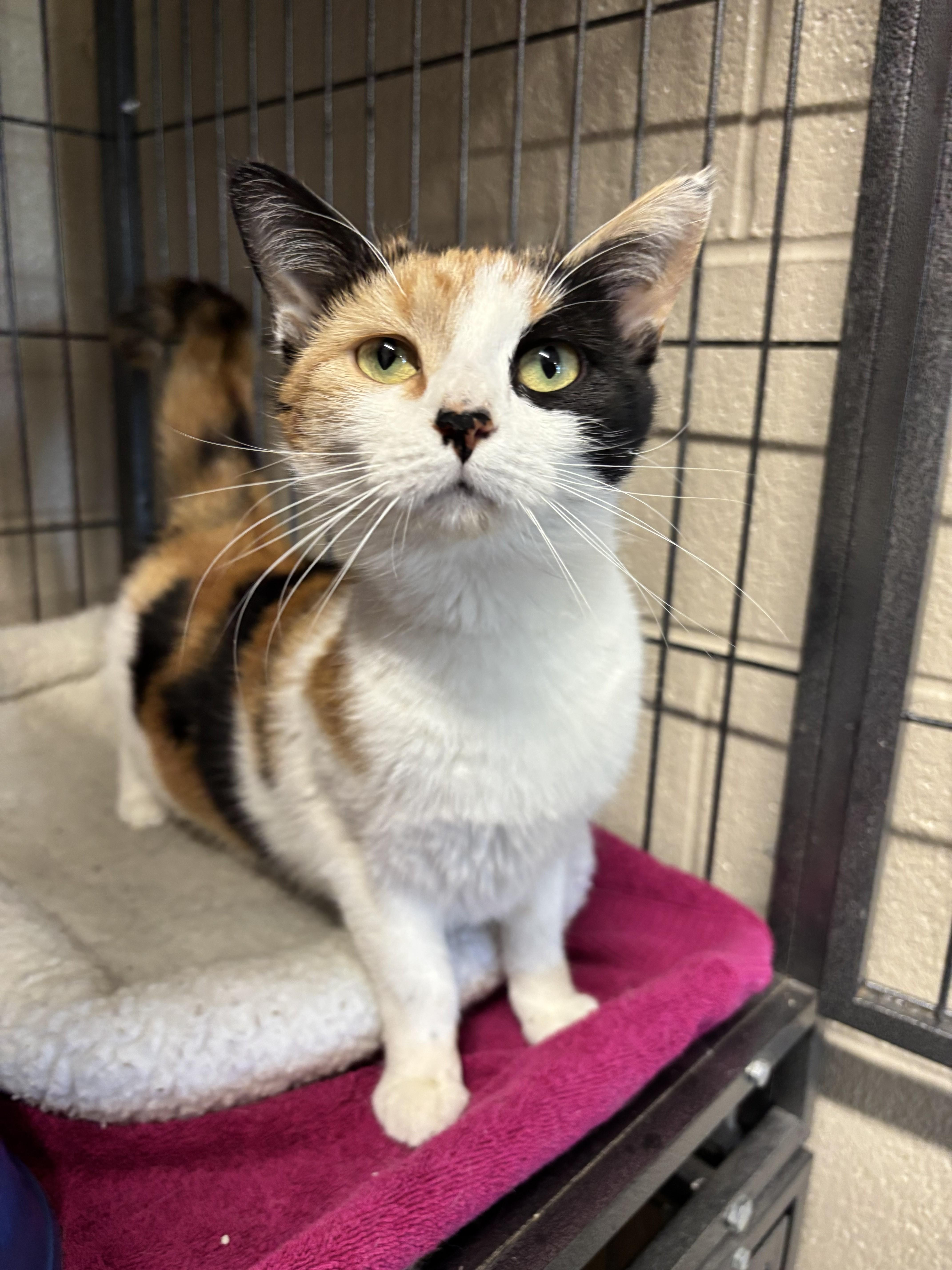 Enlarge Mayumi, a ADOPTABLE mixed breed in Bedford, VA image 2/2