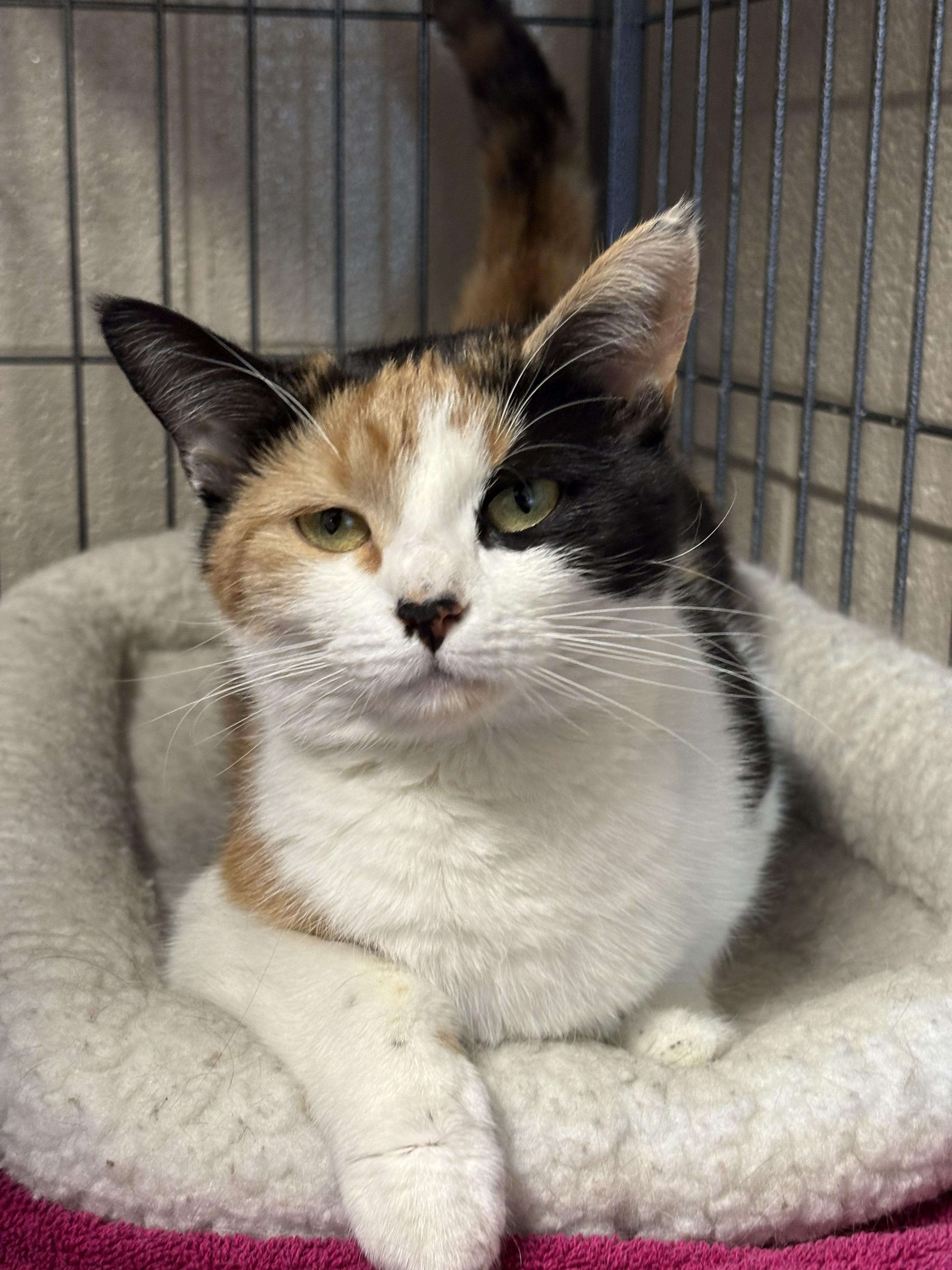 Enlarge Mayumi, a ADOPTABLE mixed breed in Bedford, VA image 1/2