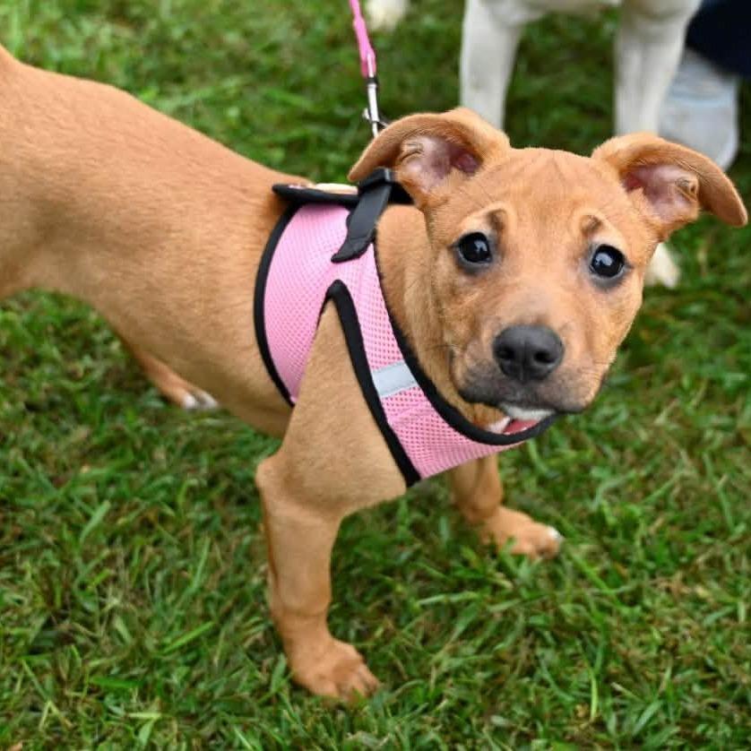 Enlarge Crimson, a Adopted mixed breed in Mundelein, IL image 1/6
