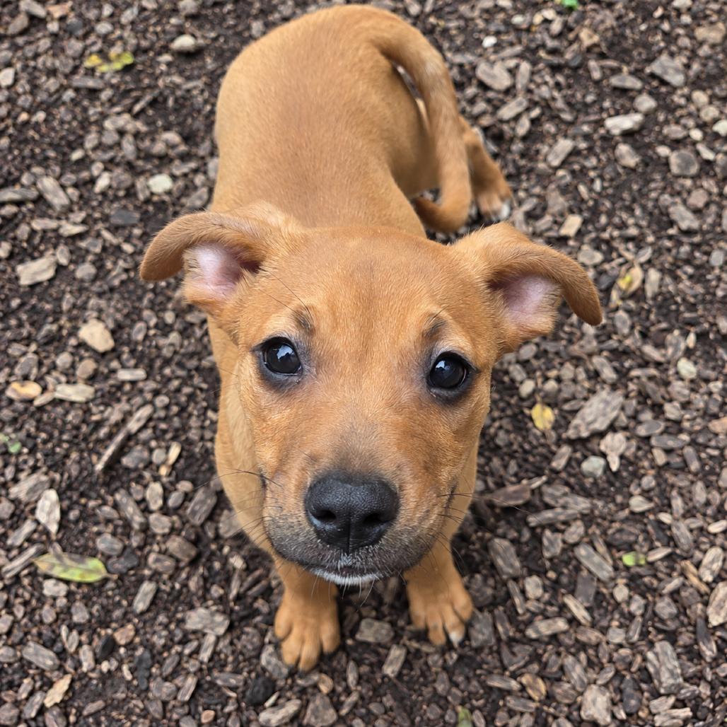 Crimson, Adopted, Puppy Female Pit Bull Terrier & Mixed Breed.