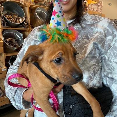 Enlarge Crimson, a Adopted mixed breed in Mundelein, IL image 6/6