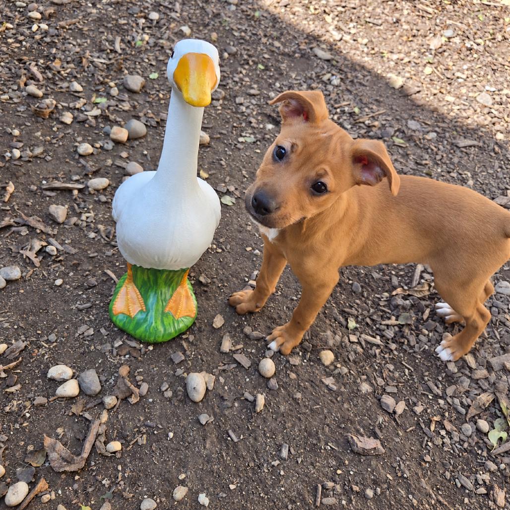 Enlarge Crimson, a Adopted mixed breed in Mundelein, IL image 5/6
