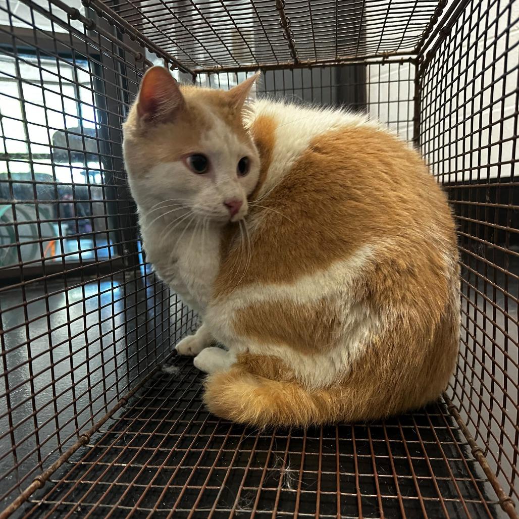 Tubby, Adoptable, Adult Male Domestic Short Hair.