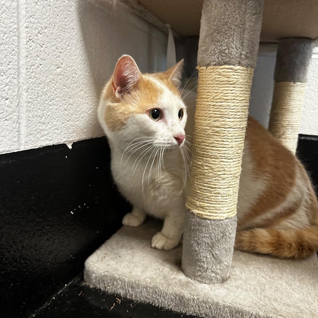 Enlarge Tubby, a Adoptable Domestic Short Hair in Gadsden, AL image 2/3