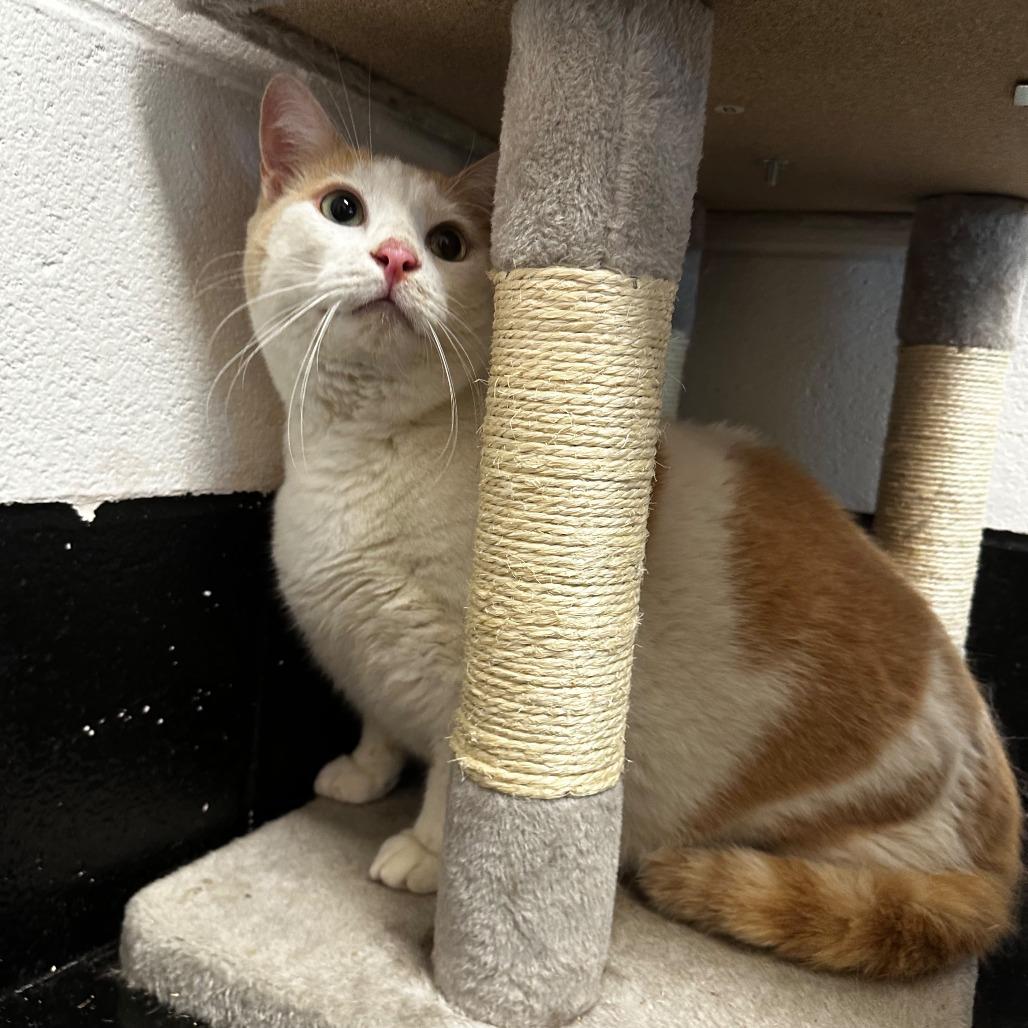 Enlarge Tubby, a Adoptable Domestic Short Hair in Gadsden, AL image 3/3