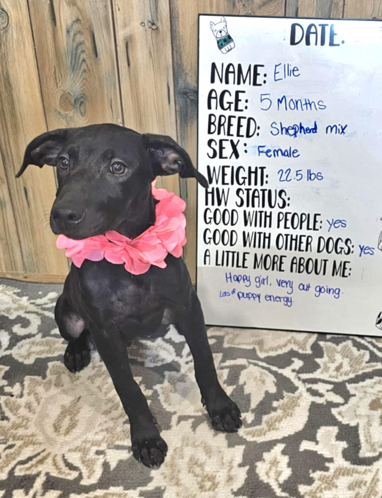 Enlarge Ellie, a Adoptable mixed breed in Camden, AR image 1/1