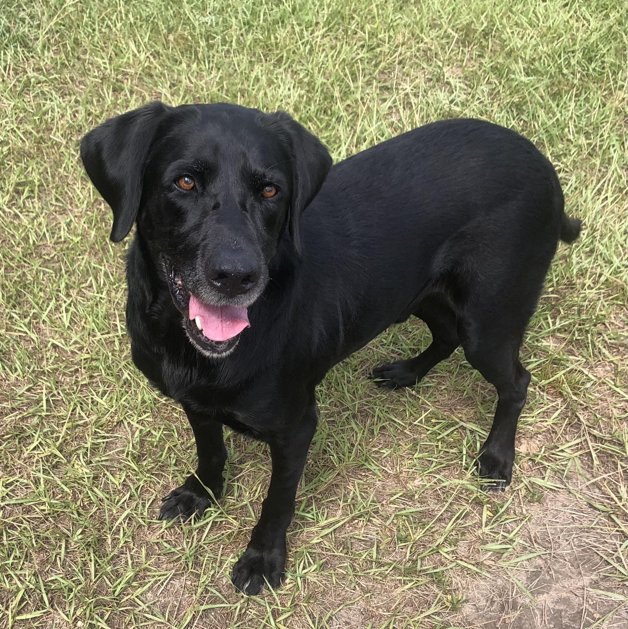 Enlarge Bayou, a Adoptable Black Labrador Retriever in Magnolia Springs, AL image 3/6