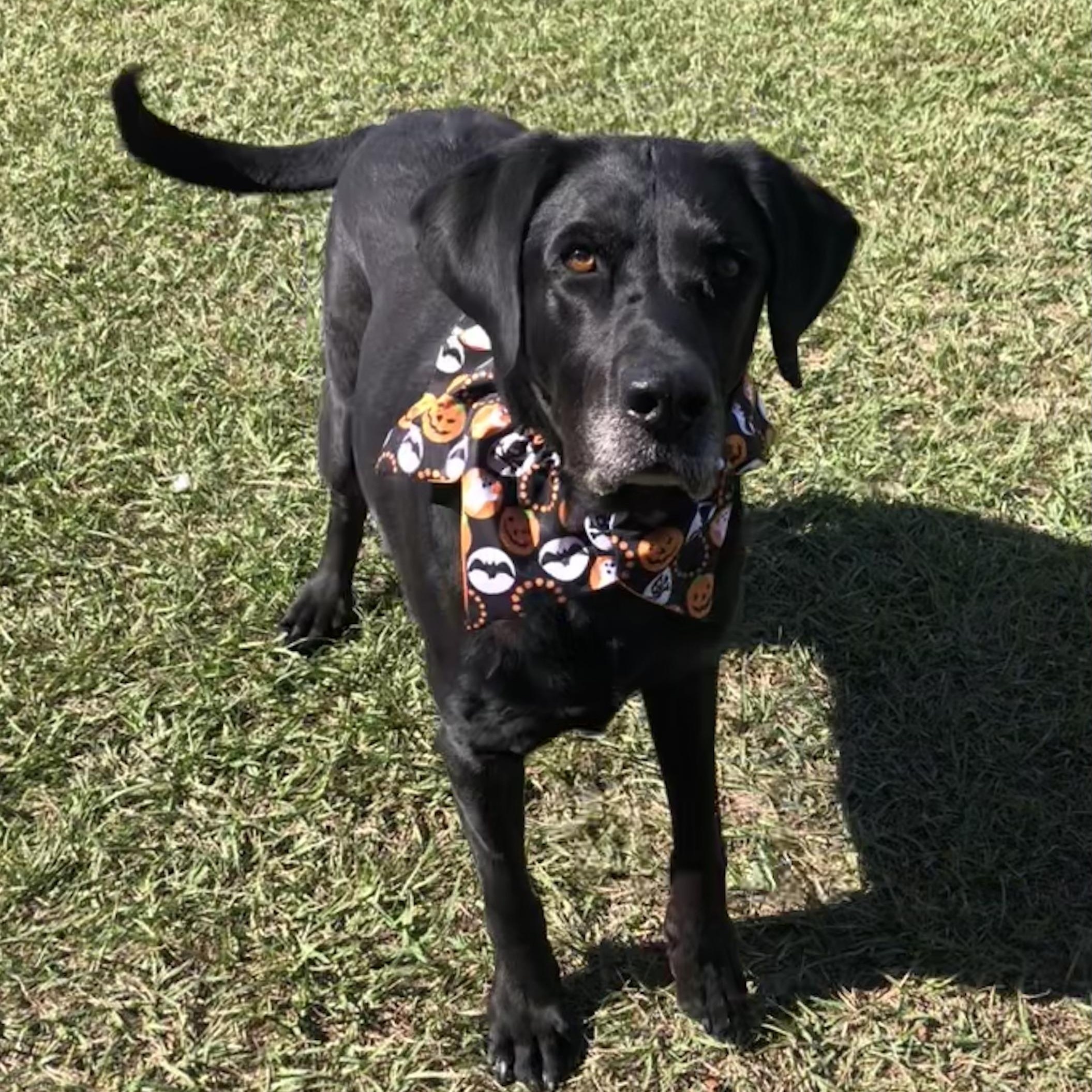 Enlarge Bayou, a Adoptable Black Labrador Retriever in Magnolia Springs, AL image 1/6