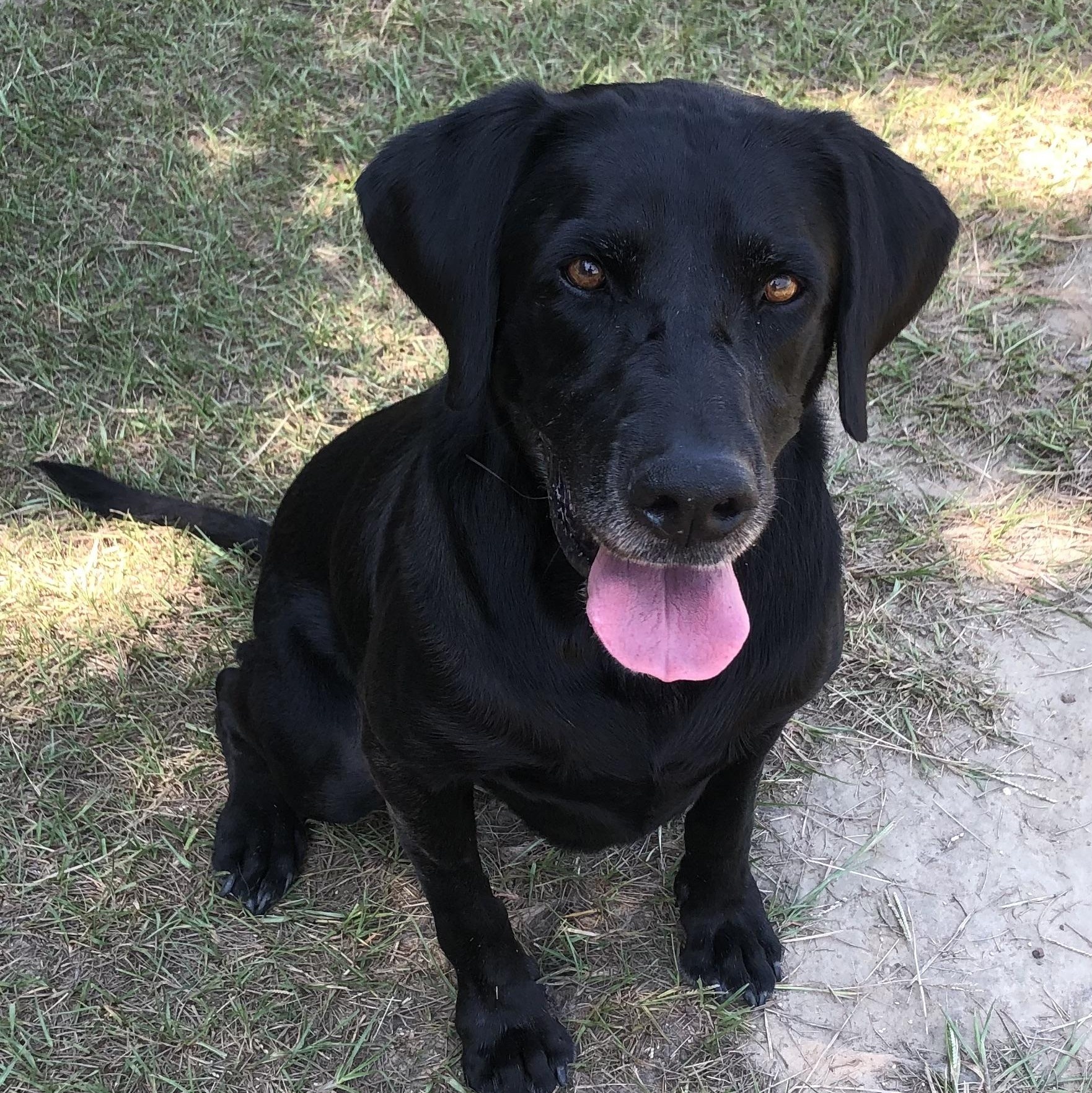 Enlarge Bayou, a Adoptable Black Labrador Retriever in Magnolia Springs, AL image 4/6