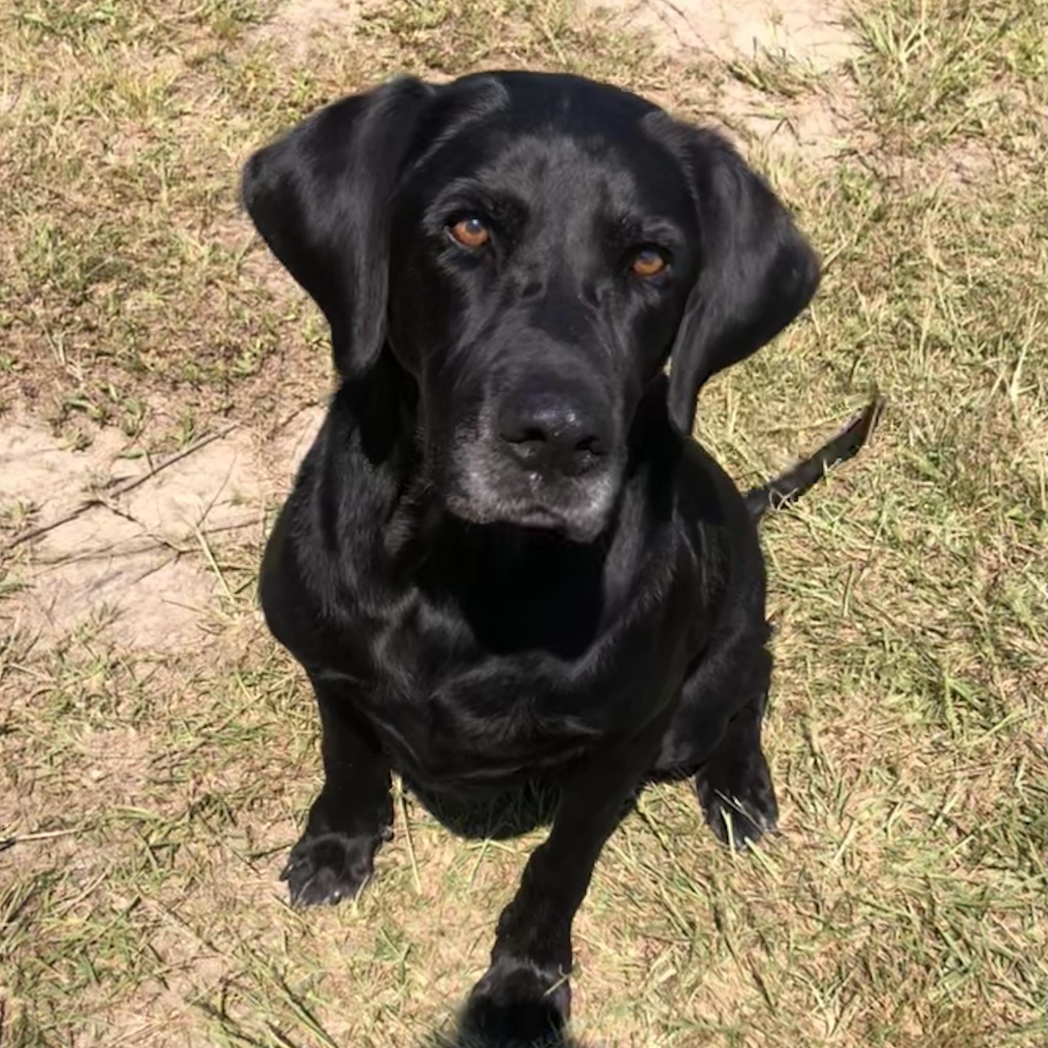Enlarge Bayou, a Adoptable Black Labrador Retriever in Magnolia Springs, AL image 5/6