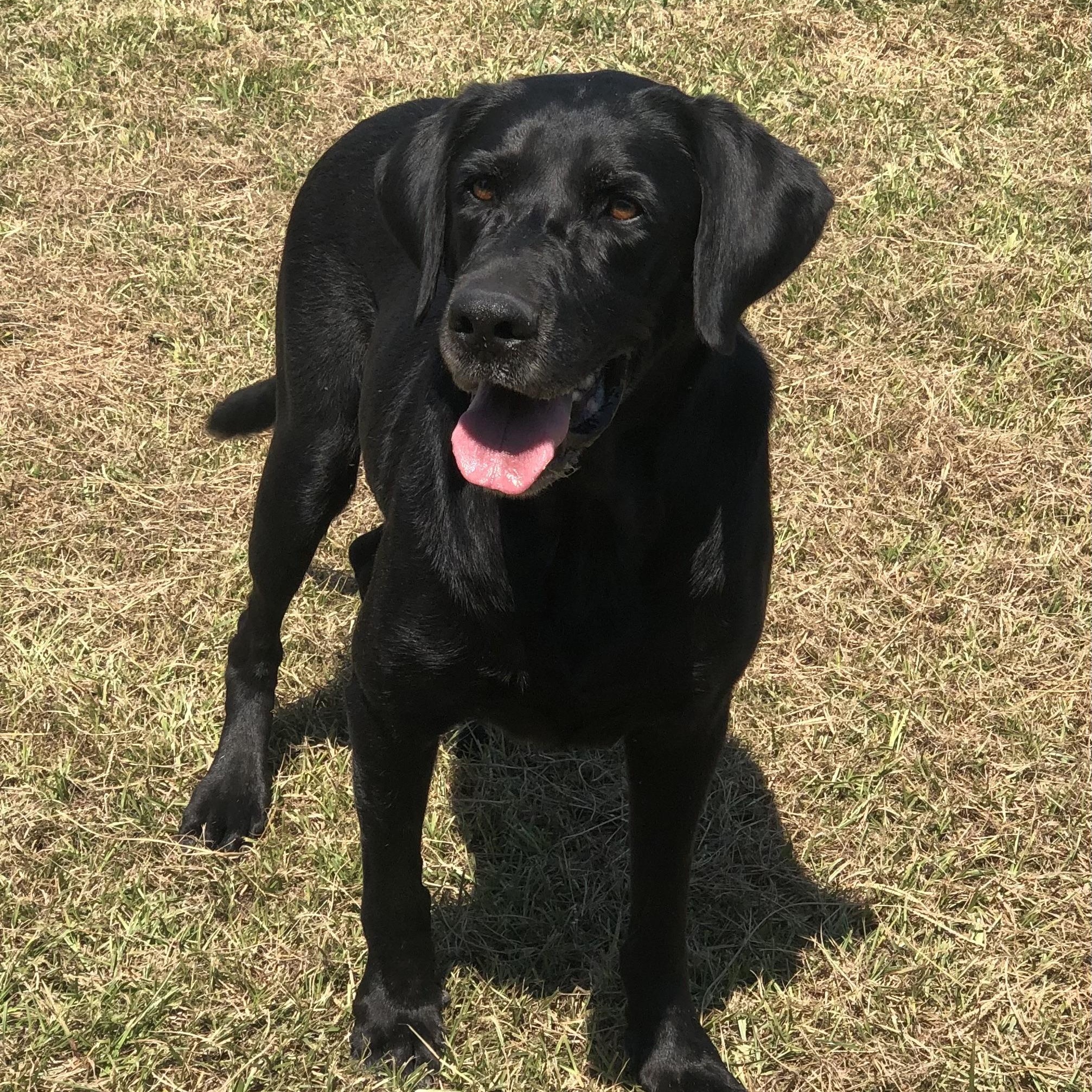 Enlarge Bayou, a Adoptable Black Labrador Retriever in Magnolia Springs, AL image 6/6
