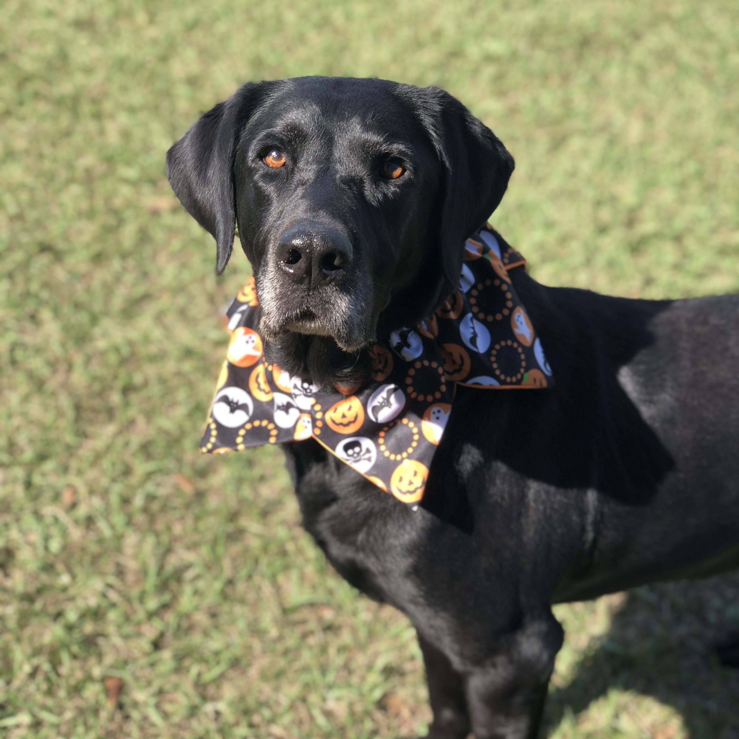 Enlarge Bayou, a Adoptable Black Labrador Retriever in Magnolia Springs, AL image 2/6