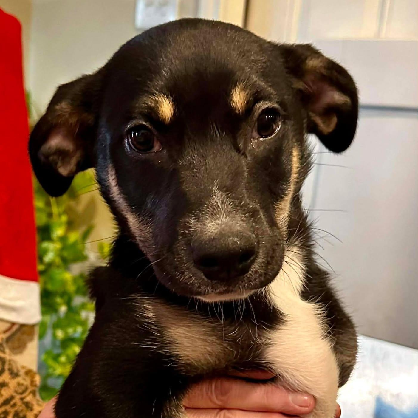 Bear, ADOPTABLE, Puppy Male Australian Kelpie & Manchester Terrier.