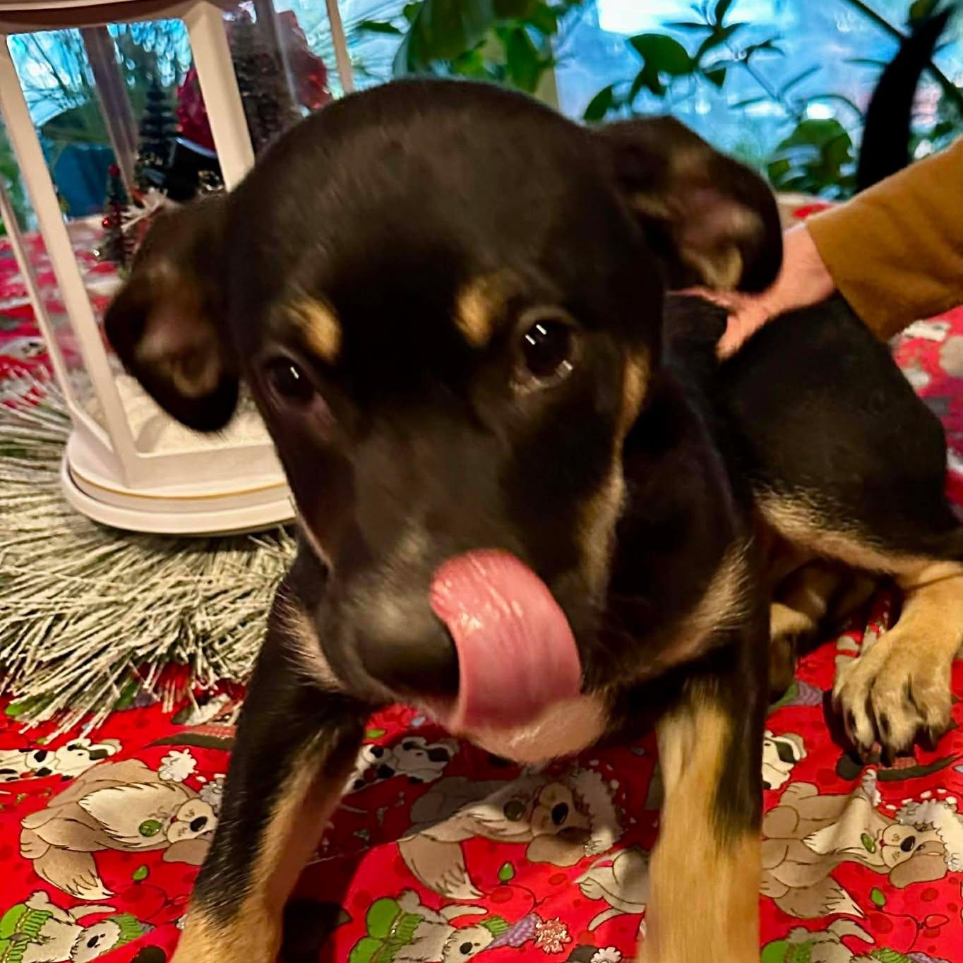 Enlarge Bear, a ADOPTABLE mixed breed in Enfield, CT image 3/6