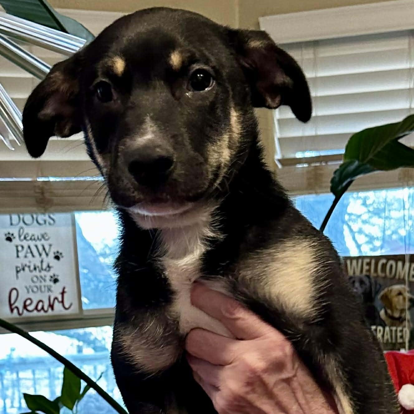 Enlarge Bear, a ADOPTABLE mixed breed in Enfield, CT image 5/6