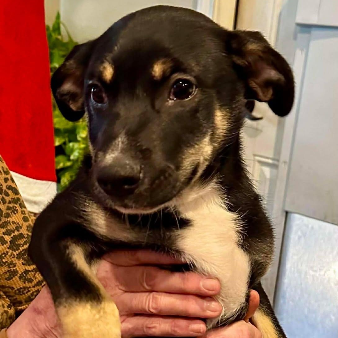 Enlarge Bear, a ADOPTABLE mixed breed in Enfield, CT image 4/6