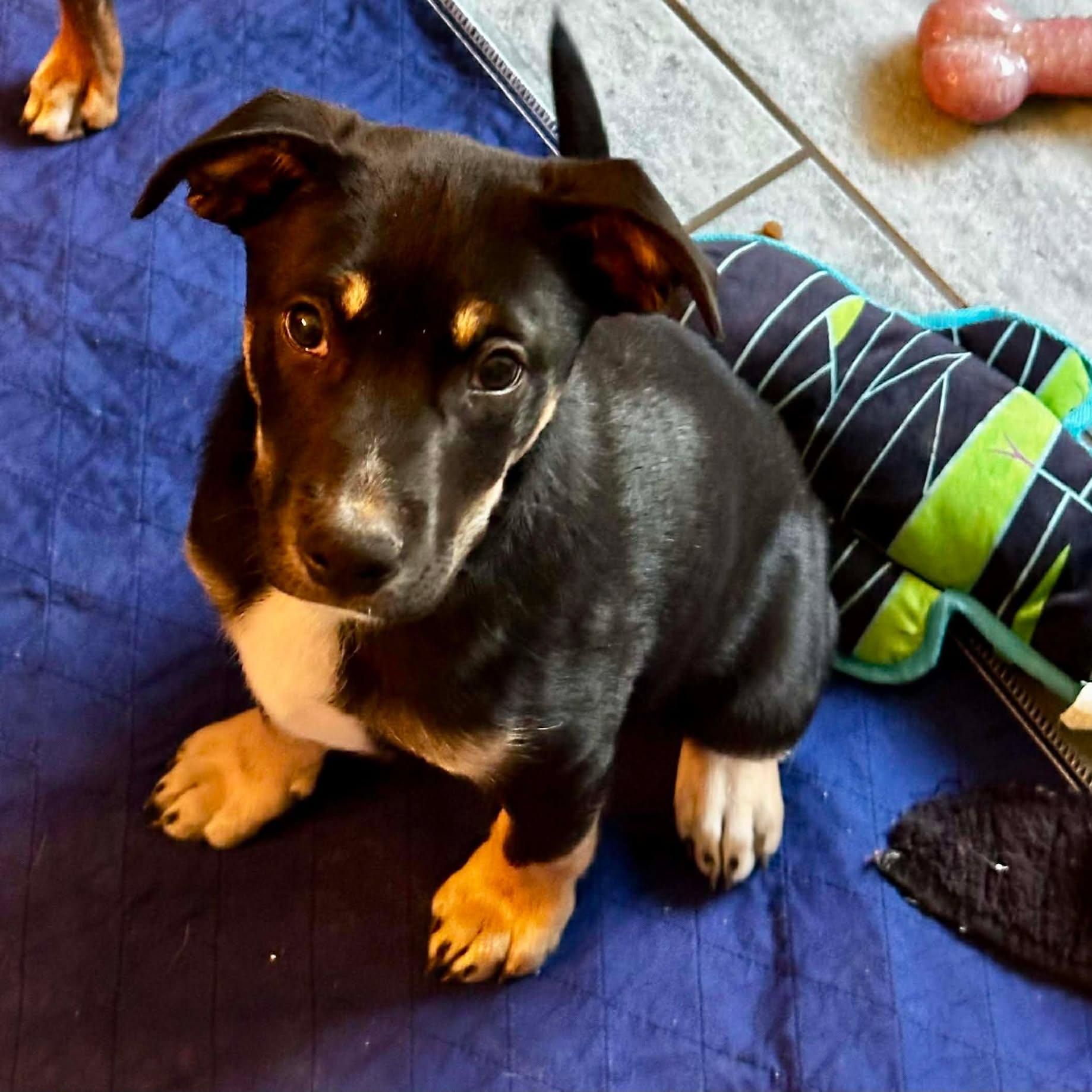 Enlarge Bear, a ADOPTABLE mixed breed in Enfield, CT image 6/6