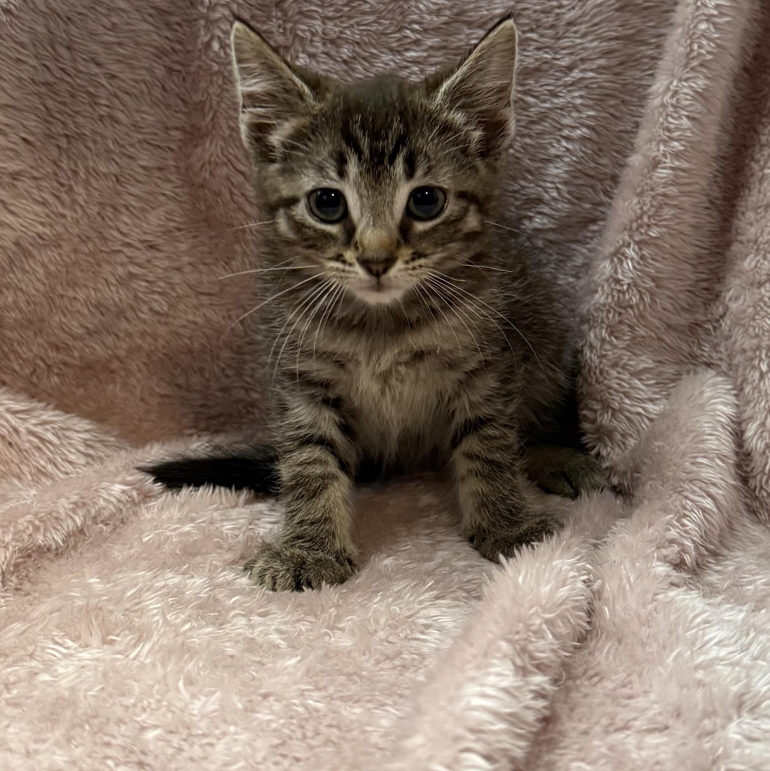 Sica -Preadoption ONLY, Adoptable, Kitten Female Domestic Short Hair.