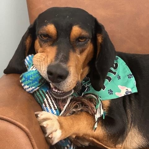 Enlarge Roscoe Pretty, an adopted mixed breed in Woburn, MA image 5/7