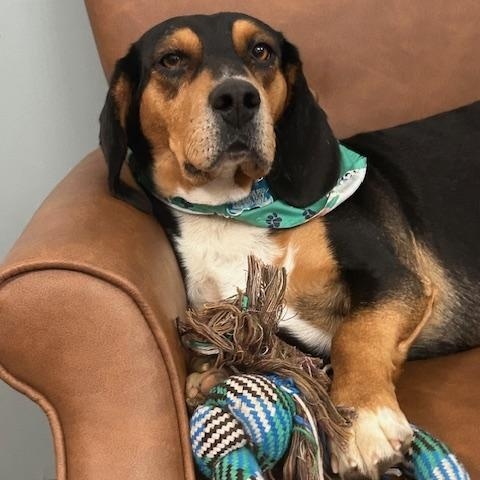 Enlarge Roscoe Pretty, an adopted mixed breed in Woburn, MA image 7/7