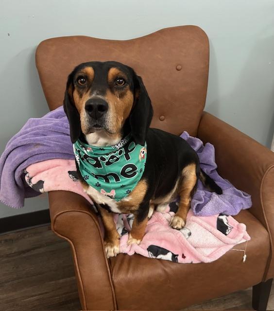 Enlarge Roscoe Pretty, an adopted mixed breed in Woburn, MA image 4/7