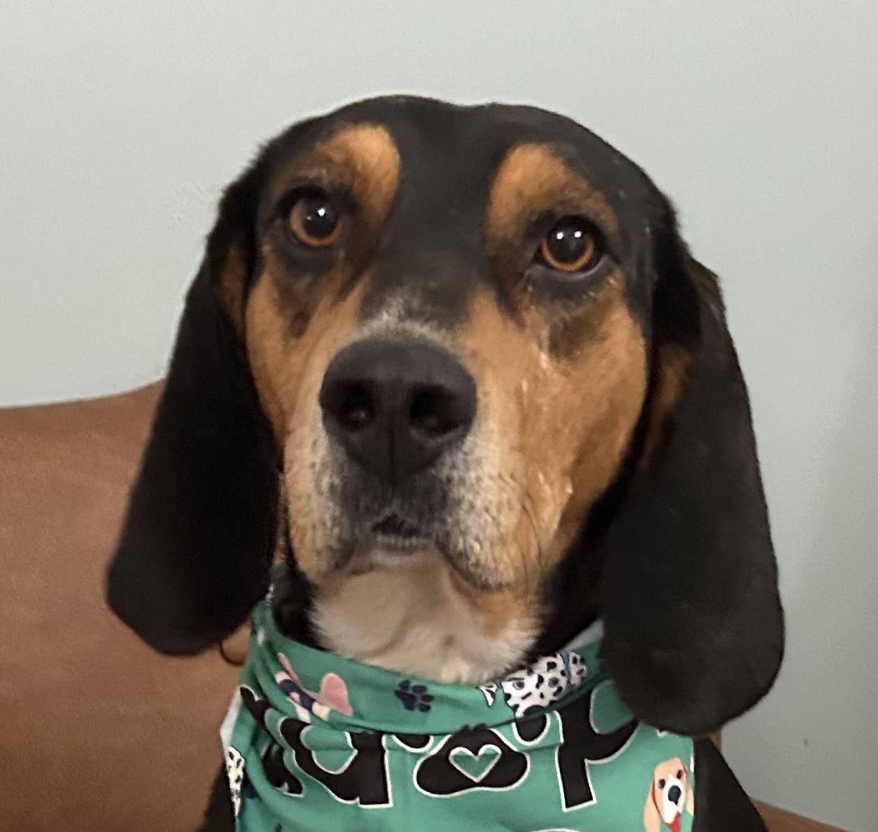 Enlarge Roscoe Pretty, an adopted mixed breed in Woburn, MA image 2/7