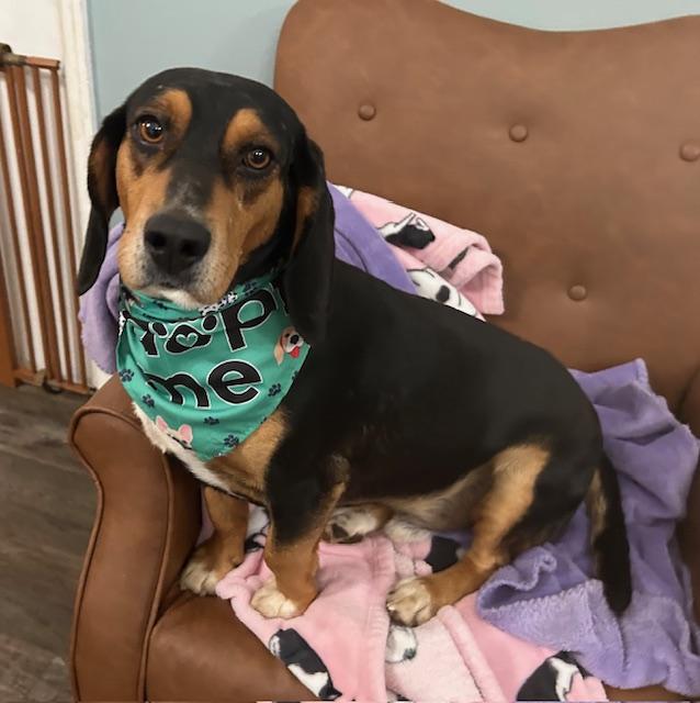 Enlarge Roscoe Pretty, an adopted mixed breed in Woburn, MA image 6/7